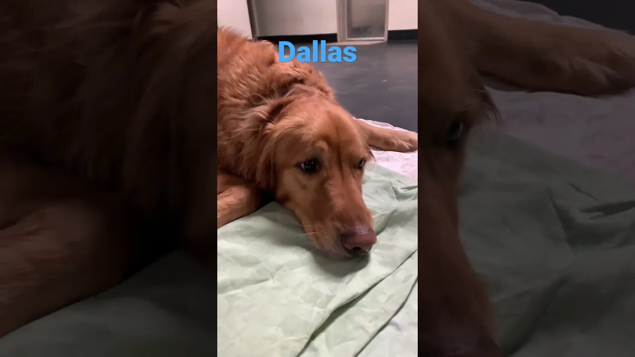 [Shorts 0187] DALLAS [#dogs #doggos #doggies #puppies #dogdaycare]