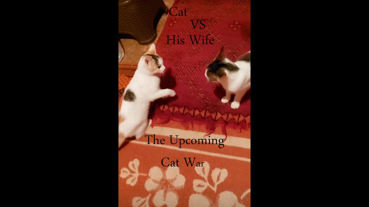 The upcoming cat war