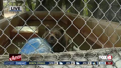 Octagon Wildlife Sanctuary rescues threatened, abused animals -- 8:30am live report