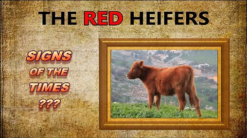 The Red Heifers — Signs of the Times?
