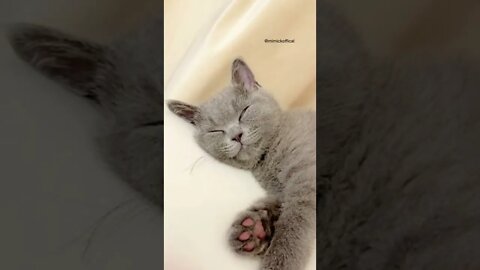 so cute when the baby cat is asleep