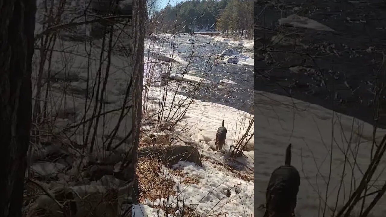 River Dogs Winter Edition.. 🦴