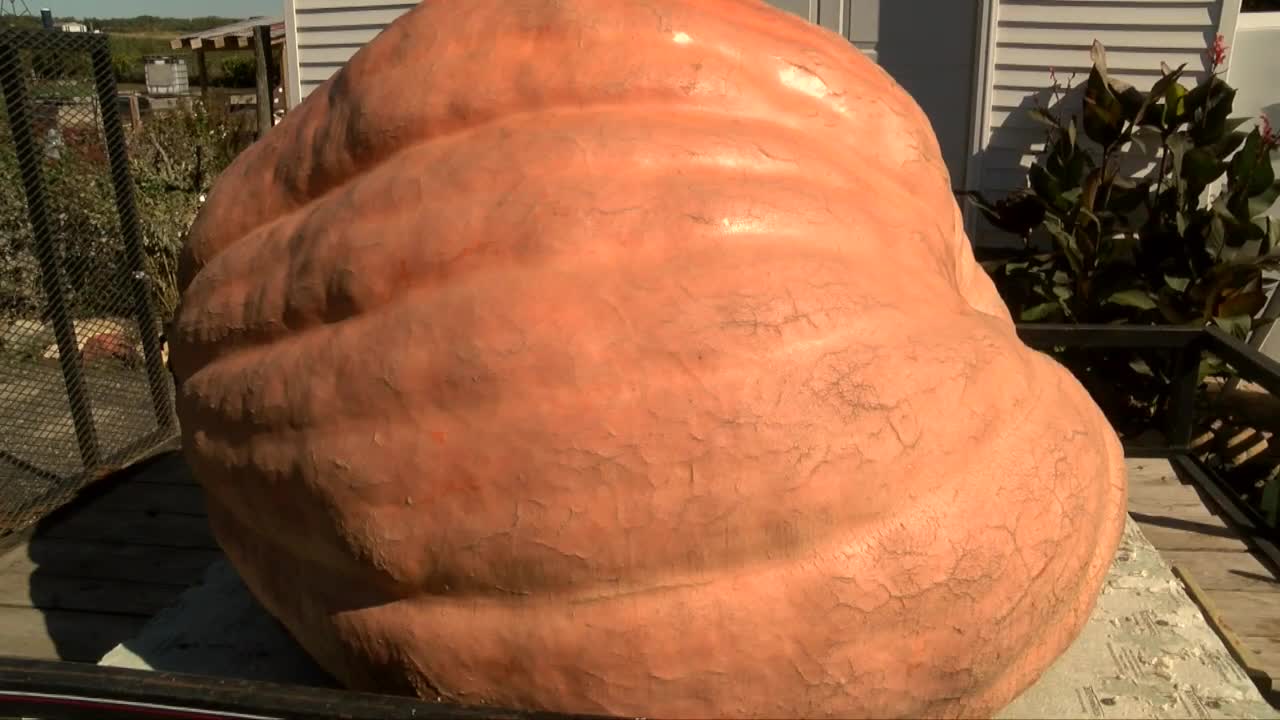 The heaviest pumpkin weighed in Wisconsin is 2,015 pounds