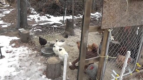 Return To The Off Grid Homestead ~ Sadness ~ Wood Stove Cooking