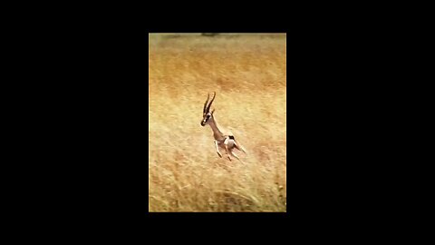 animals 1