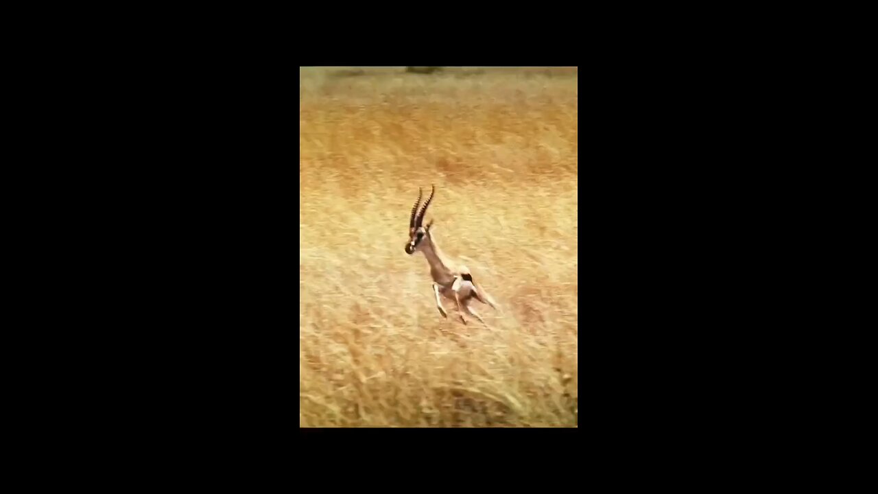 animals 1