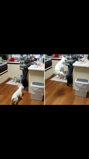humorously puppy jumping to eat food