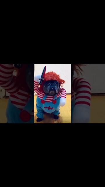 #halloween2022 #halloween #spookyseason #spooky #housedecor #halloweendecor #halloweenkills #dog