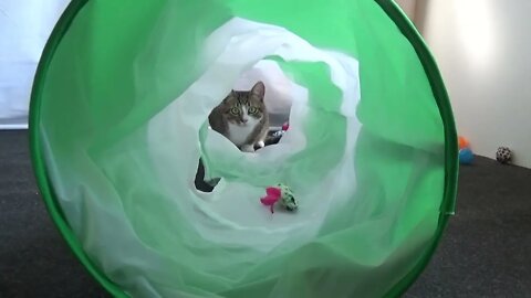 Funny Little Cat Yawns and Jumps into the Cat Tunnel