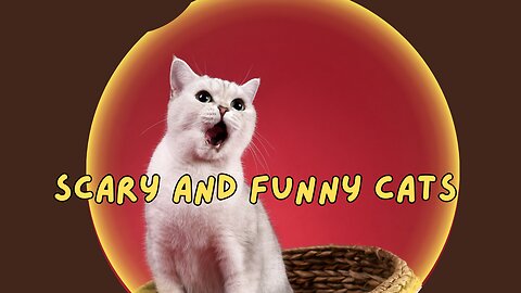 Scary And Funny Cats