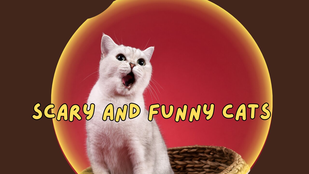 Scary And Funny Cats