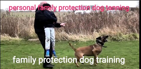 Personal family protection dog training. Dog tanning