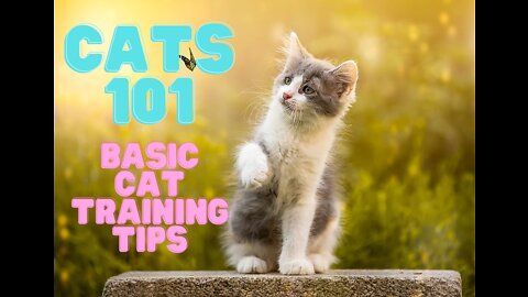 BASIC CAT TRAINING TIPS (FAST RESULTS)