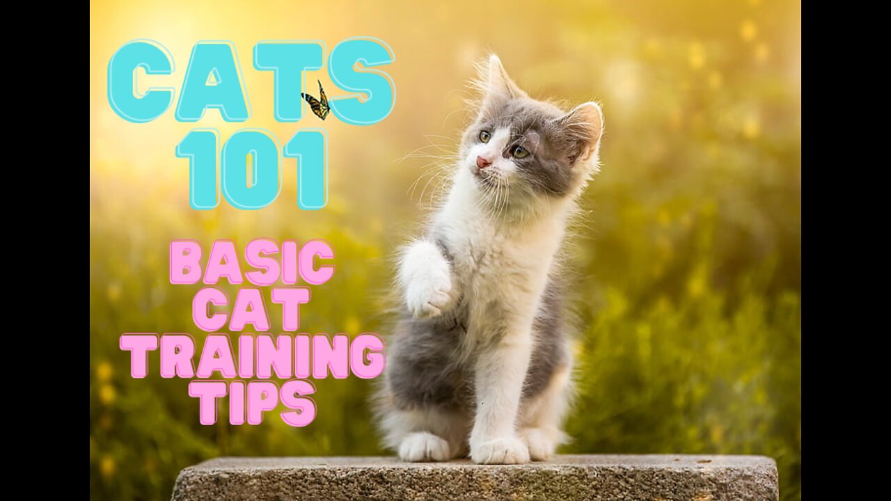 BASIC CAT TRAINING TIPS (FAST RESULTS)