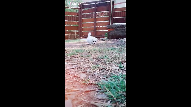 white 🤍 Cute Puppy