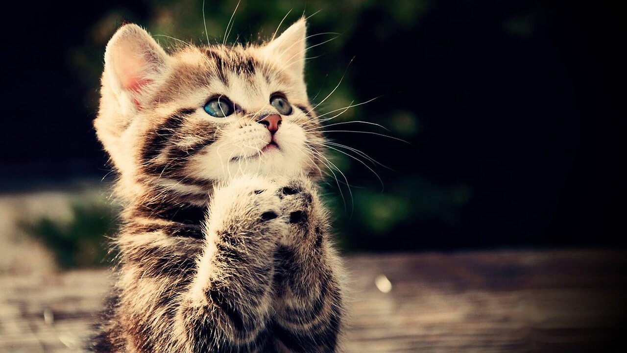 The World's CUTEST Kittens