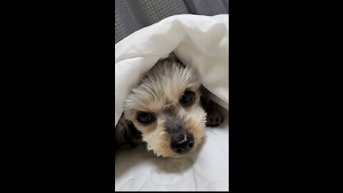 The puppy was shy and hid under the blanket.