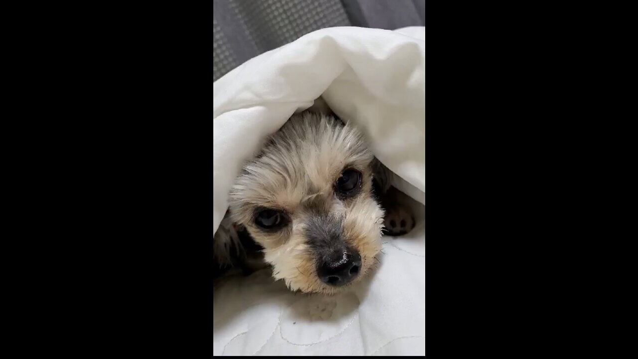 The puppy was shy and hid under the blanket.