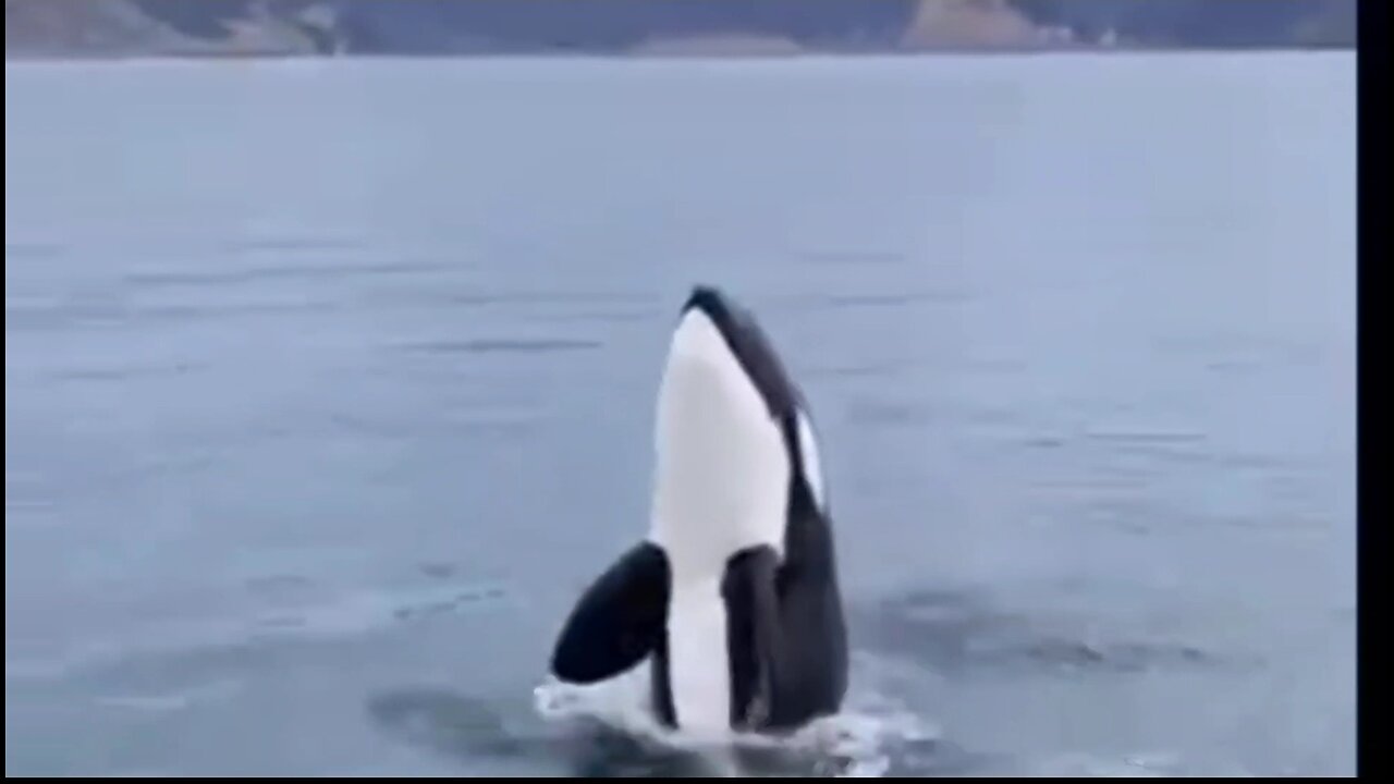 An incredible moment with a young Orca