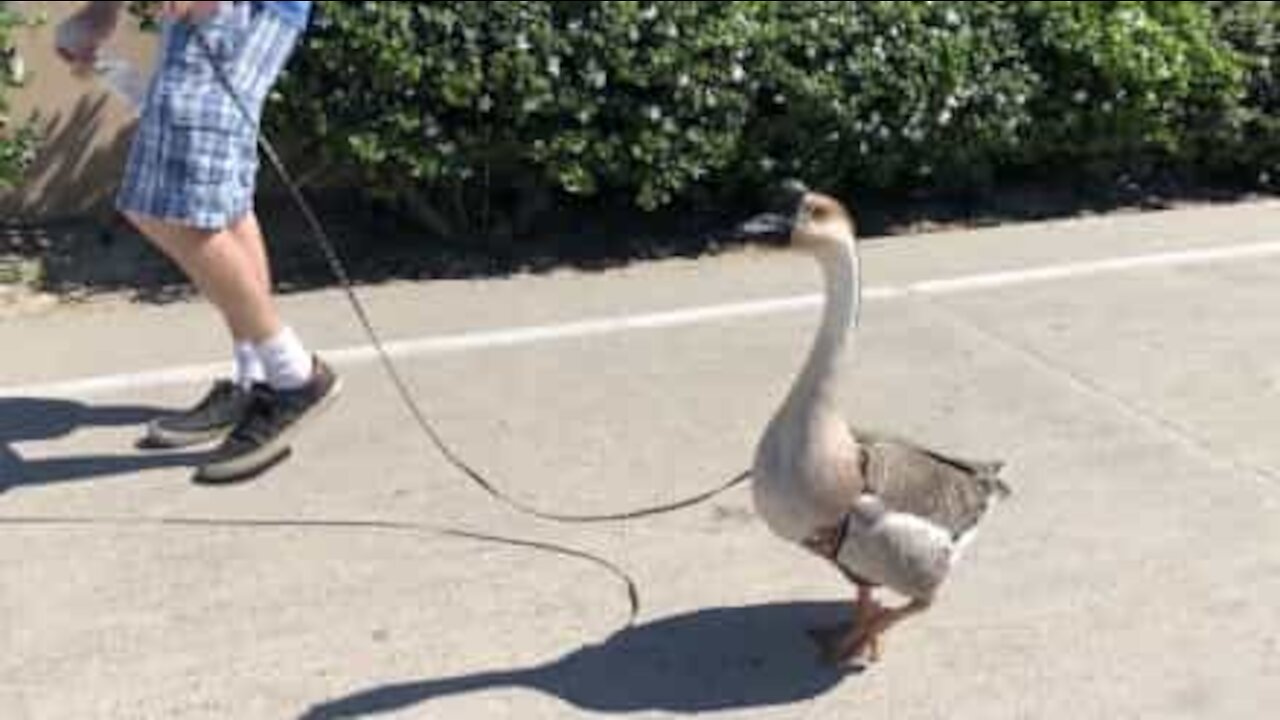 Homem passeia ganso como seu fosse um cão