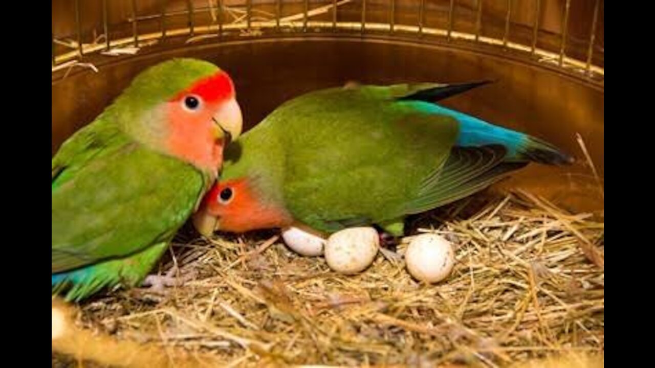 Talking parrots near about to talk and seeing | بولنے والے طوطے | must watch it