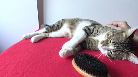 It Is Brushing Time for the Cat