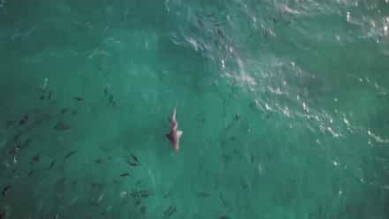 Des requins aperçus au large d'une plage australienne