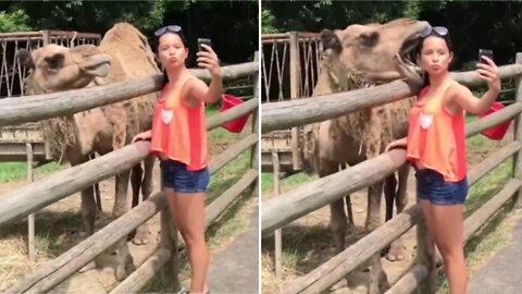 Camel bite a girl 😂