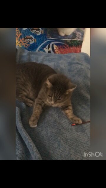 Play time with my kitty