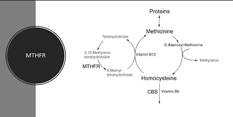 MTHFR Polymorphism & Natural Homocysteine Balance With Supplements