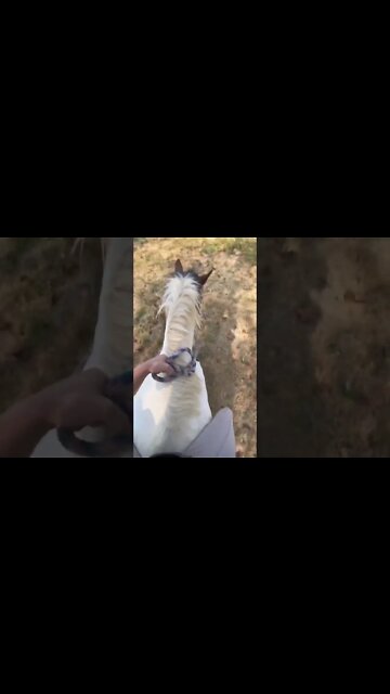 Riding My Unbroke Pony Bareback in a Halter After 5 Months Off