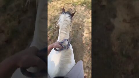 Riding My Unbroke Pony Bareback in a Halter After 5 Months Off