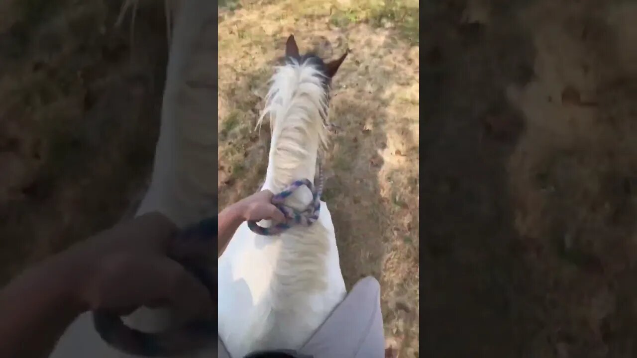 Riding My Unbroke Pony Bareback in a Halter After 5 Months Off