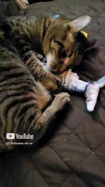 Cat VS Fish ⚔️ #cat #catlover #shortvideo #tabby