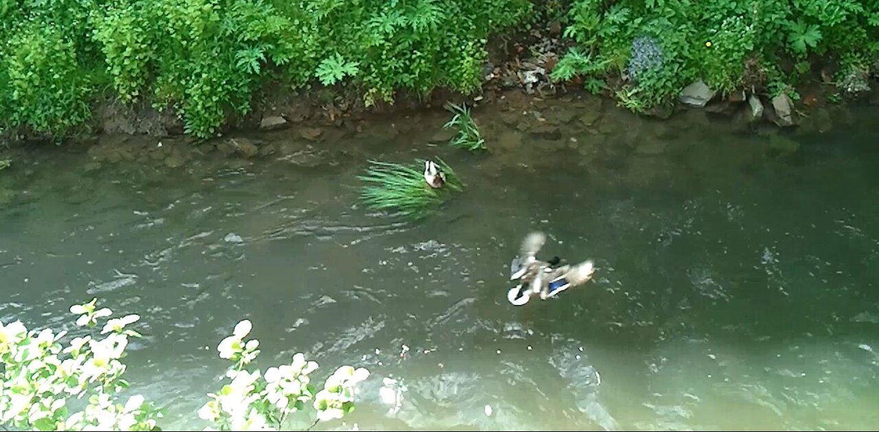 Another german duck is landing on the water and swim away. Germany 28 May 2021. Video