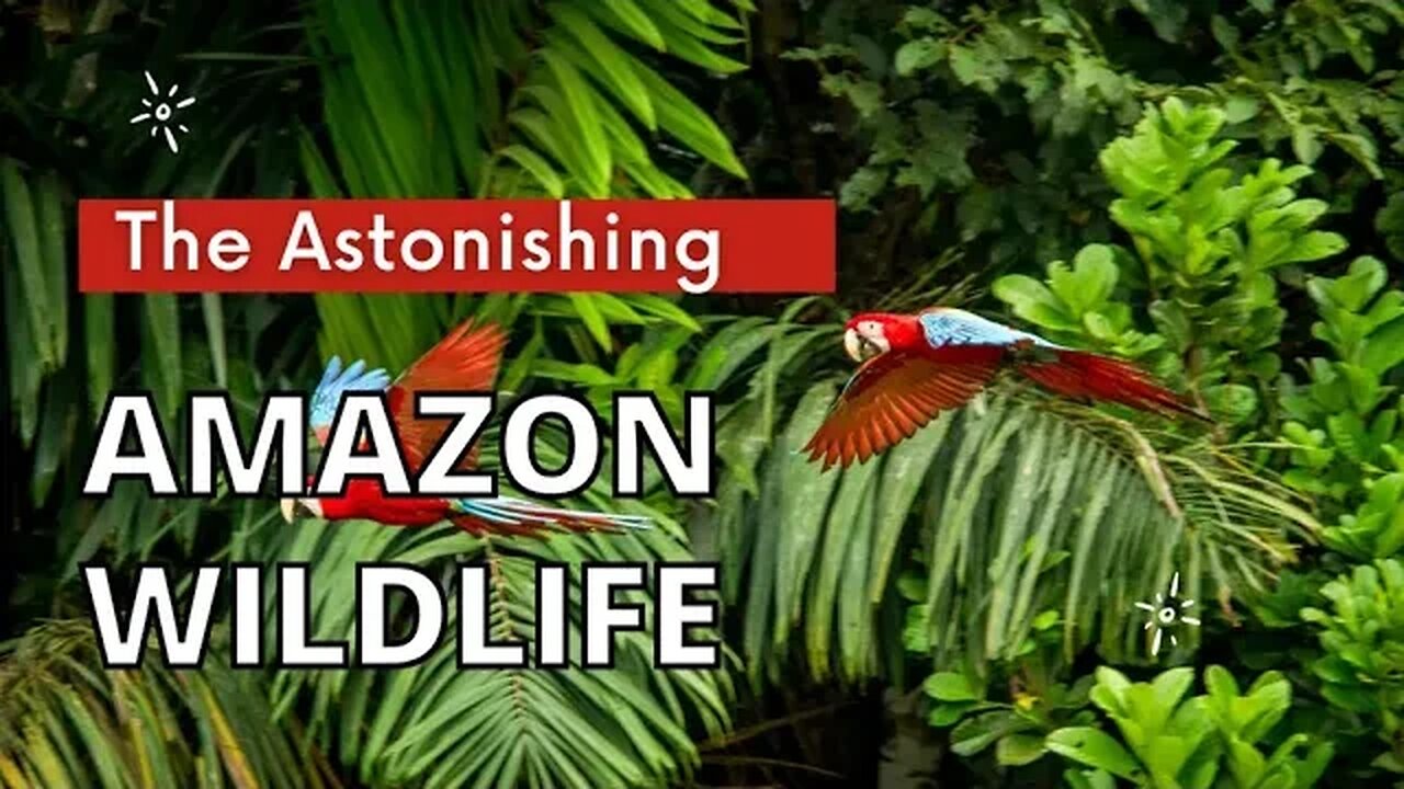 Embark on an Amazon Adventure in 4K. #Animal #Discovery #Wildlife #Adventures #Documentary #videos