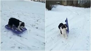 Cagnolina va in slittino da sola!