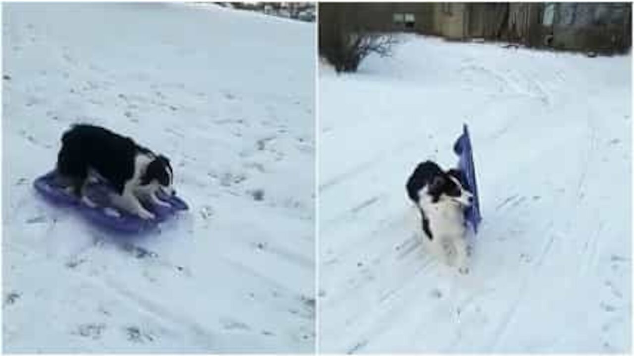 Cagnolina va in slittino da sola!