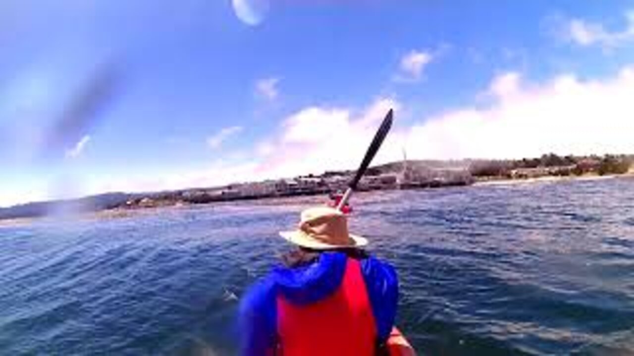 Kayaking on Monterey Bay - Aquarium #Shorts