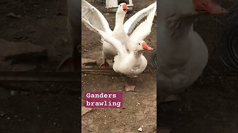 Ganders brawling. Breeding season.