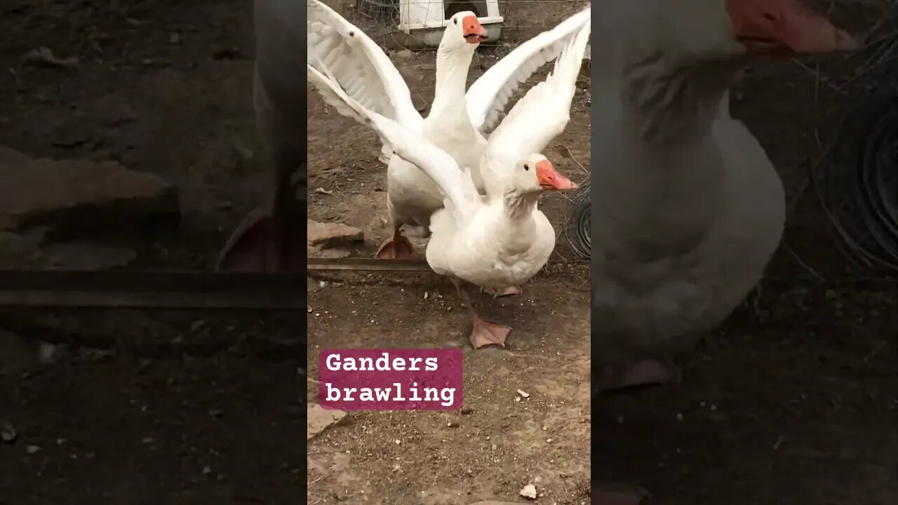 Ganders brawling. Breeding season.