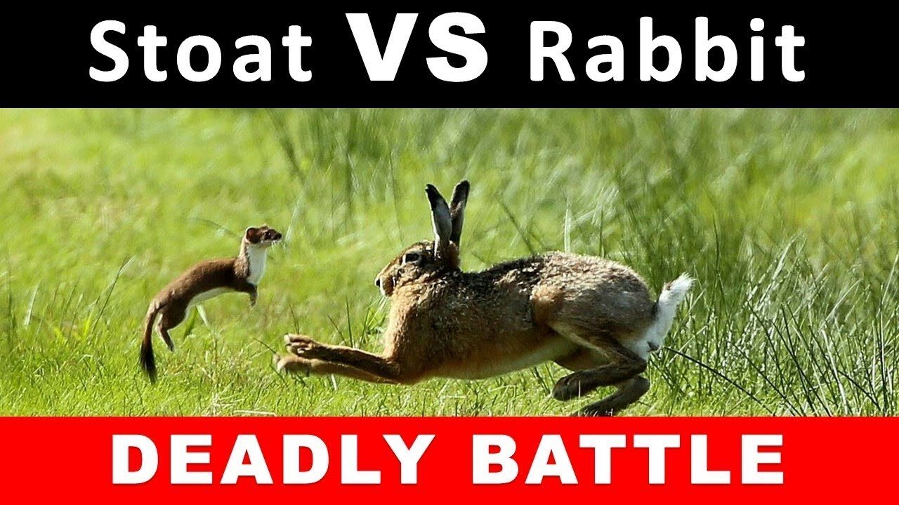 Stoat vs Rabbit Real Fight | Stoat Attacks and Kills Rabbit | Most Amazing Attack of Animals