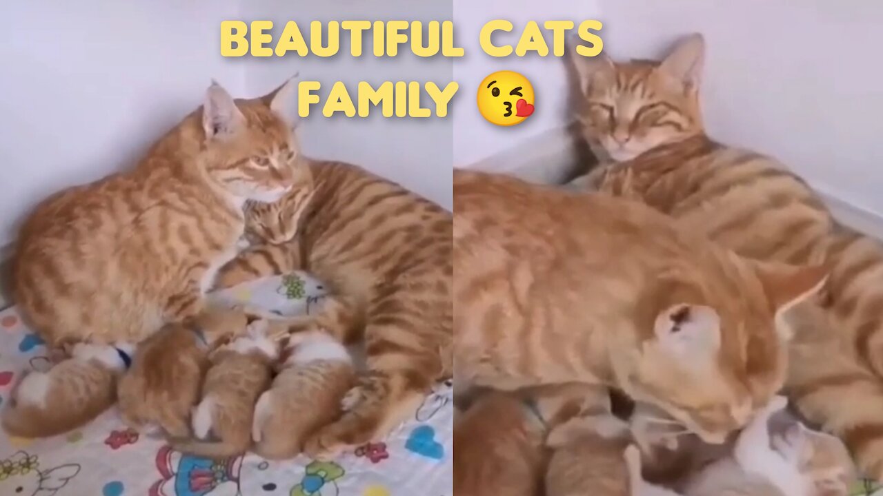 Beautiful cats family 😍