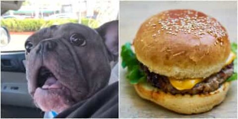 Este buldogue francês aprendeu a pedir comida no drive-thru