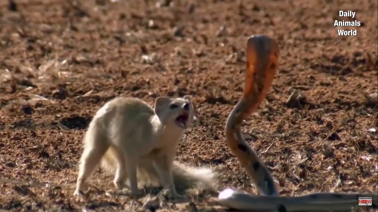 Mongoose vs Snake King Cobra Real Fight || Wild Animal Attacks