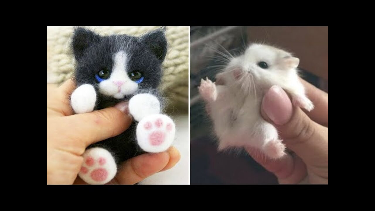 Aww cute little baby pet cat and pig.