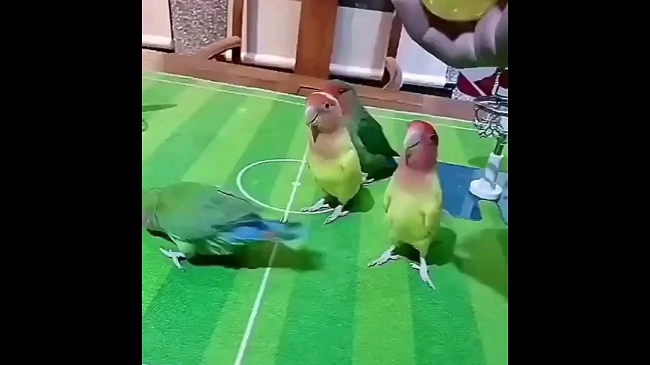 big match parrot🦜 very interesting video