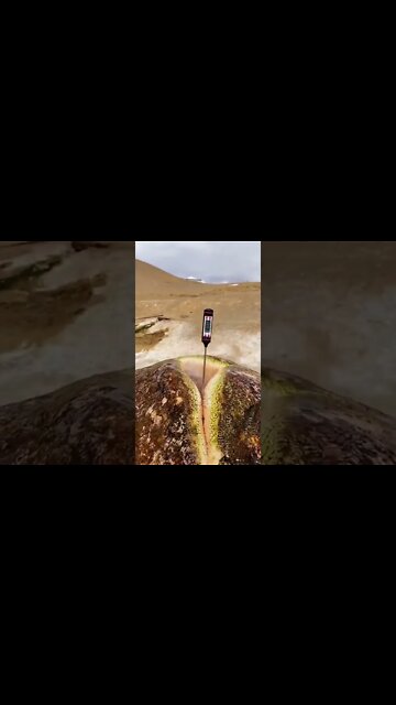 Natural boiling water 💦#Shorts #ytshorts #UbertainmentFun #Dogs #Animals #Fun