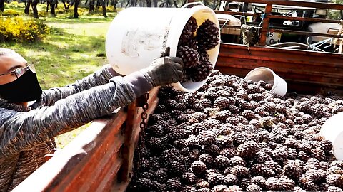 Pine Cone Harvesting Machine - Pine Tree Cultivation Technology - Pine Nut Processing in Factory