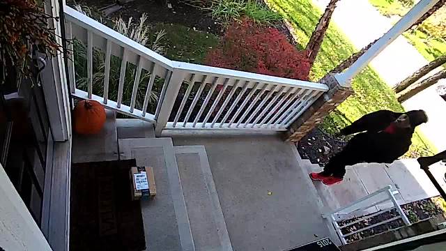 Thief steals Amazon package from porch in daylight